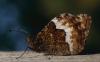 Hipparchia sp.